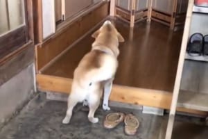 「ばぁば～ぼく来たよ！」どんなに嬉しくても家に上がらないお利口さんのワンコが可愛い