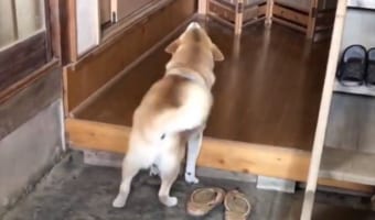 「ばぁば~ぼく来たよ!」どんなに嬉しくても家に上がらないお利口さんのワンコが可愛い