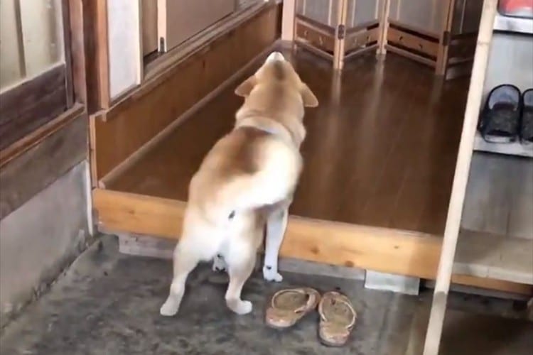 「ばぁば～ぼく来たよ！」どんなに嬉しくても家に上がらないお利口さんのワンコが可愛い