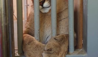 【ママになったよ!】まるでディズニー映画のプリンセス!確実に 自分の事を可愛いと自覚しているピューマ!