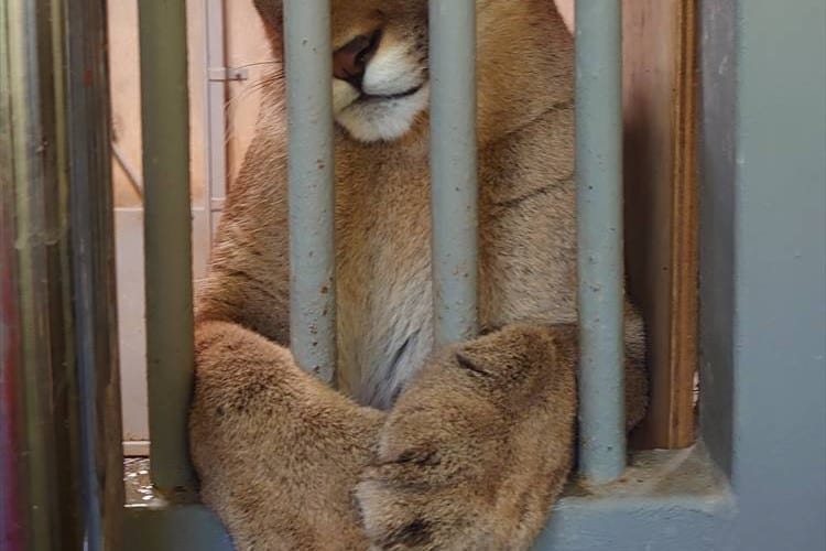 【ママになったよ！】まるでディズニー映画のプリンセス！確実に 自分の事を可愛いと自覚しているピューマ！