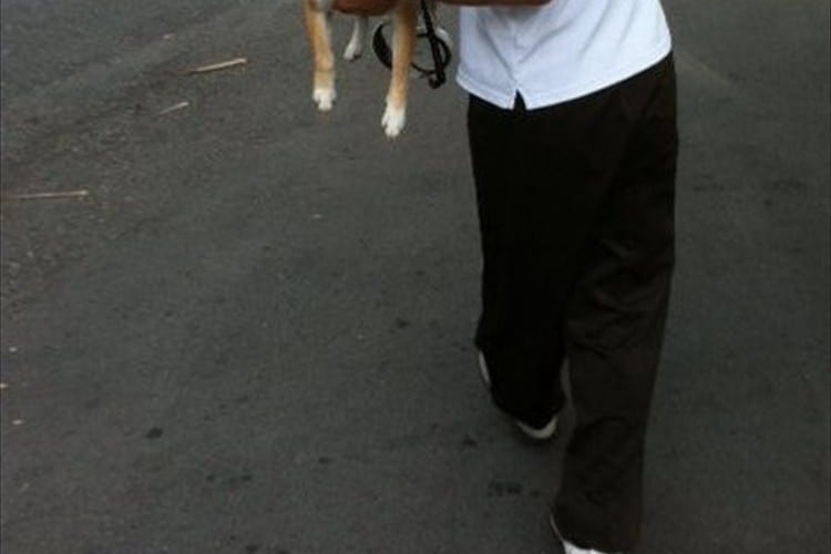 置物かよ！(笑) なす術もなく運搬されているワンコの表情が凄いと話題に！