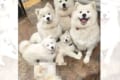 あれ?1匹だけ違うぞ!白くてモフモフな見た目のサモエドたちの中に1匹だけ混ざった子はだーれだ?