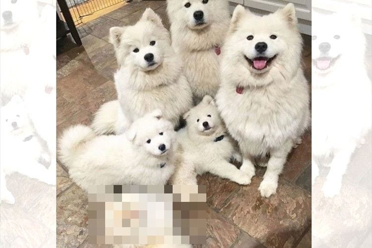 あれ？1匹だけ違うぞ！白くてモフモフな見た目のサモエドたちの中に1匹だけ混ざった子はだーれだ？