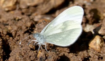 モンシロチョウの幼虫とキャベツ、知られざるバチバチの戦いが繰り広げられていた