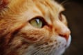 猫は地震を予知することが出来る?実際に地震直前に何かを感じている動画も!