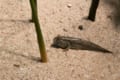 陸上でも生きていられる「トビハゼ」とはどんな魚?ムツゴロウとはどう違うの?
