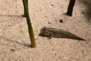 陸上でも生きていられる「トビハゼ」とはどんな魚？ムツゴロウとはどう違うの？