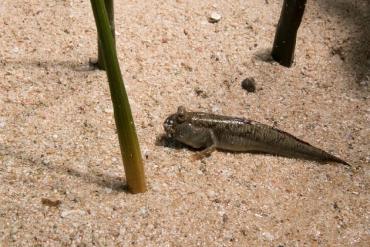 陸上でも生きていられる「トビハゼ」とはどんな魚？ムツゴロウとはどう違うの？