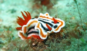 【ウミウシ】いろとりどりでかわいい!ところでウミウシってなにもの?