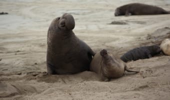 アザラシの中で最も巨大な「ゾウアザラシ」、その巨大で繰り広げる喧嘩はまさに死闘!