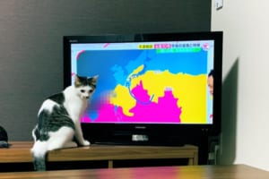 気象予報ネコが爆誕！こんな天気予報があったら欠かさず毎日チェックしたい