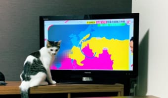 気象予報ネコが爆誕!こんな天気予報があったら欠かさず毎日チェックしたい