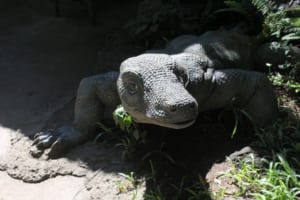 世界最大のトカゲ「コモドオオトカゲ」は世界でも珍しい毒トカゲ！