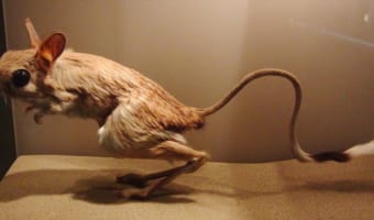 【トビネズミ】世界最小哺乳類の一種でもあり最大の耳を持つ種でもある可愛すぎる生物