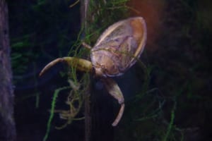 タガメのメスは卵を守るオスをも狙う超肉食系！その行動にビックリ！！