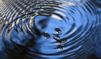 水たまりで見かける「アメンボ」はどこから来る?飛んできたの?それとも歩いてきたの?