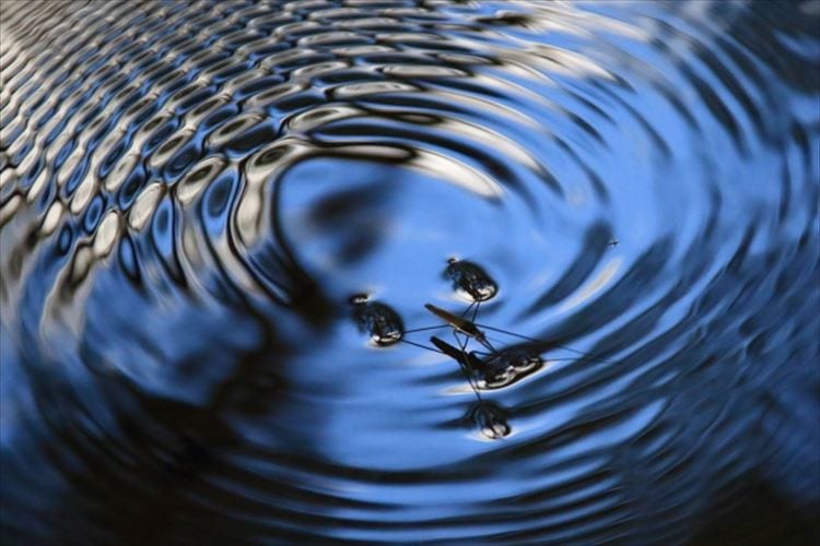 水たまりで見かける「アメンボ」はどこから来る？飛んできたの？それとも歩いてきたの？