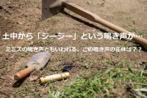 土の中から「ジージー」という鳴き声が？！これってミミズの鳴き声といわれるけど本当？