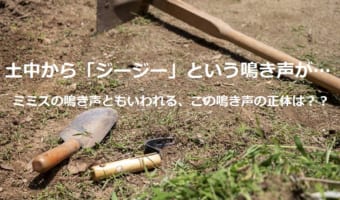 土の中から「ジージー」という鳴き声が?!これってミミズの鳴き声といわれるけど本当?