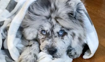 ホワイトライオンみたい!「オレオ雲」のあだ名を持つチャウチャウの子犬がカッコかわいい