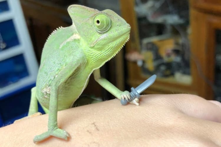 まるでアニメやゲームのキャラ！レゴの小道具を握るカメレオンが面白かわいい