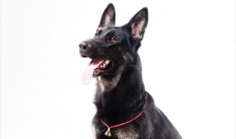 PCR検査より速くて正確?コロナ探知犬がフィンランド空港で稼働開始!