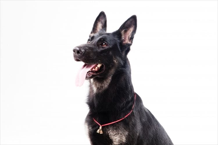 PCR検査より速くて正確？コロナ探知犬がフィンランド空港で稼働開始！