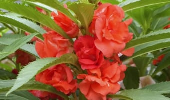 種が弾け飛ぶ「ホウセンカ」その花の名前の由来は？花言葉はなに？