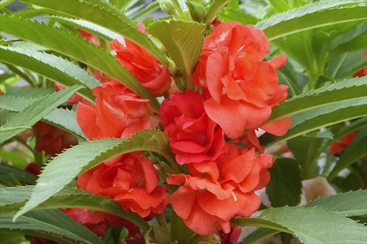 種が弾け飛ぶ「ホウセンカ」その花の名前の由来は？花言葉はなに？