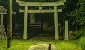 ここから物語が始まりそう!奇跡的に撮れた「神社と狐」のショットがめちゃくちゃ神秘的