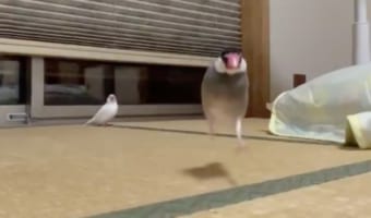 文鳥が走って駆け寄ってくる姿をスローで見たらめちゃくちゃ可愛かった!