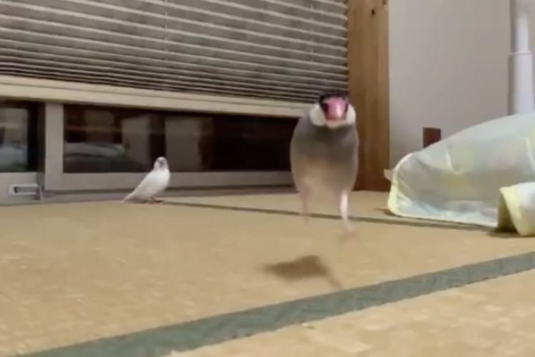 文鳥が走って駆け寄ってくる姿をスローで見たらめちゃくちゃ可愛かった！