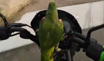 「ブッブー！どけどけー！」エンジン音を真似しながら飼い主とバイクで走るオウム暴走族参上！