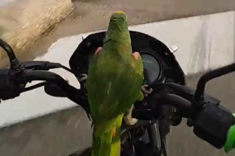 「ブッブー！どけどけー！」エンジン音を真似しながら飼い主とバイクで走るオウム暴走族参上！
