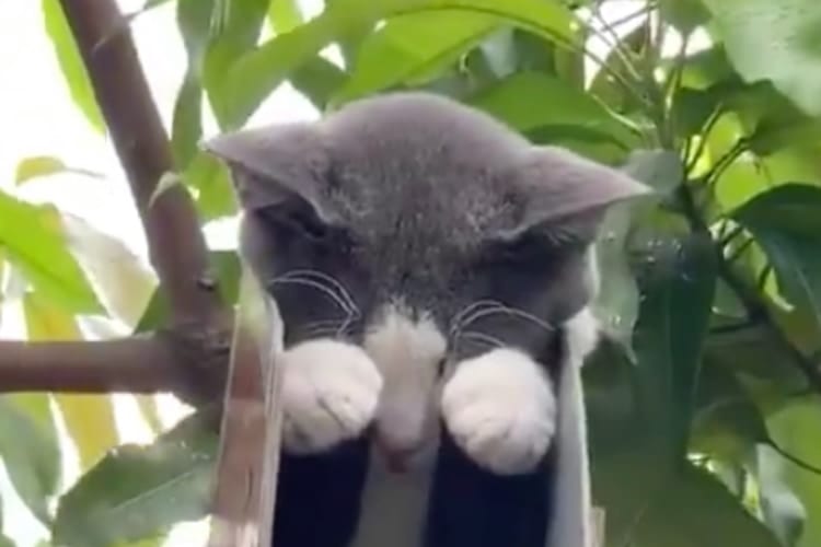 どうしてそこで！？実はこの子すごいところでお昼寝しちゃってます！その姿がかわいすぎる衝撃映像！