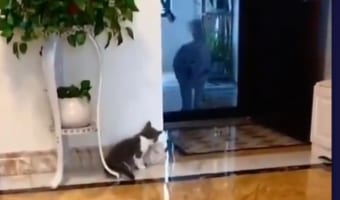 「ここに隠れてっと...」大きなお友達を脅かそうと隠れて待つニャンコの行動がめちゃくちゃ可愛い!