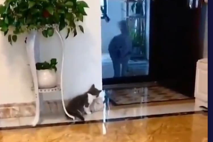 「ここに隠れてっと...」大きなお友達を脅かそうと隠れて待つニャンコの行動がめちゃくちゃ可愛い！