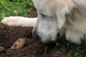 散歩の途中に仲良くなったお友達が気になるゴールデンと、ゴールデンが気になるお友達