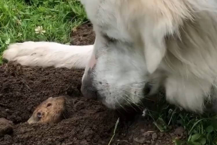 散歩の途中に仲良くなったお友達が気になるゴールデンと、ゴールデンが気になるお友達
