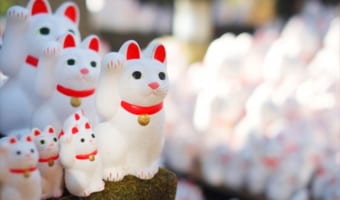 【縁起物】こんなにたくさん?!縁起がいいとされる生き物たちをご紹介!