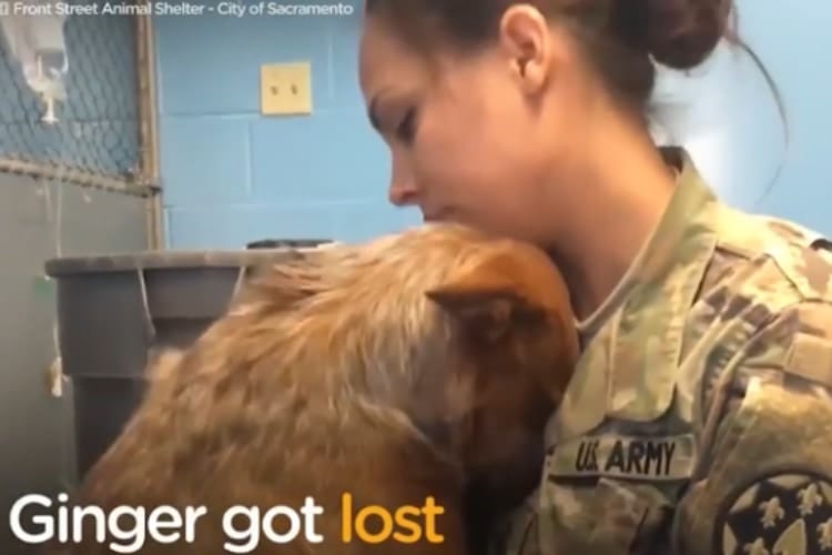 【涙腺崩壊】帰還した兵士と愛犬たちの感動の再会、そして温かい物語に涙が止まらない