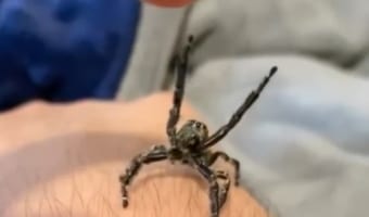 えっ、ハエトリグモって懐くの?!飼い主の指にバンザイでしがみつく姿がとってもカワイイ