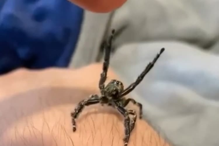 えっ、ハエトリグモって懐くの？！飼い主の指にバンザイでしがみつく姿がとってもカワイイ
