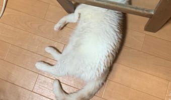 なんだこの生物は！？鏡の下で寝ているニャンコが凄いことになってしまった！