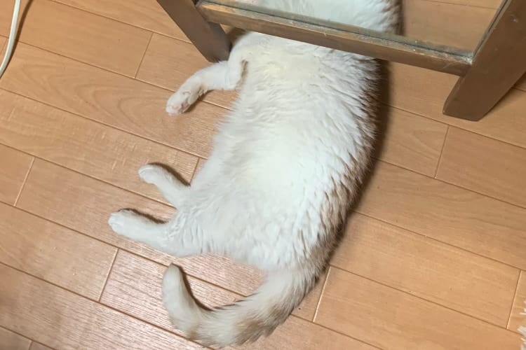 なんだこの生物は！？鏡の下で寝ているニャンコが凄いことになってしまった！