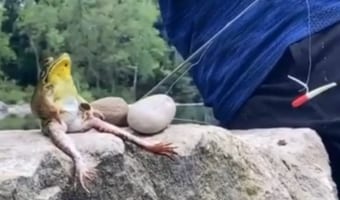 【嘘のような本当の話】カエルと一緒に釣りをした夏の思い出の動画がおとぎ話みたい