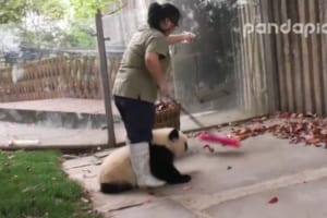 【癒しのパンダ動画】落ち葉を掃除したい飼育員さんVS邪魔する子パンダの動画が一生見てられる！