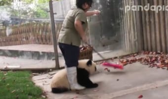 【癒しのパンダ動画】落ち葉を掃除したい飼育員さんVS邪魔する子パンダの動画が一生見てられる!