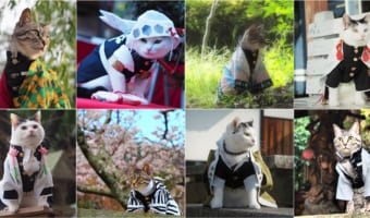 海外でも話題！徳島を盛り上げるコスプレにゃんこ達が可愛すぎる！